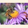 Принимая решение, пчелы учитывают свой прошлый опыт и время суток