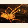 В янтаре найдена самая древняя паутина